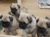 Mops Welpen suchen liebevolle Herrchen