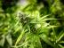 G?NSTIGE MEDIZINKR?UTER UND CANNABIS _