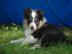 Sheltie Welpen mit Papiere FCI