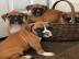 Akc Boxer Welpen +436606435501