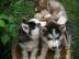 Reine Siberian Huskies mit blauen Augen