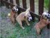 English Bulldog Welpen abgabebereit