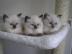 M�nnlich und weiblich Ragdoll K�tzchen