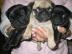 Mops Welpen in wei� und creme mit Papie