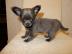 Chihuahua Welpen zur Verf�gung