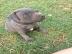 Exclusive American staffordshire Welpen