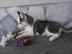 Sch�ne siberian Husky Welpen abzugeben