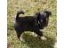Super s��e Chihuahuas Welpen in Langhaar