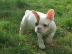 Franz�sische Bulldogge Welpen f�r Ihre W