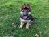 Deutscher Sch�ferhund Welpen zu verkauf