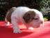 Liebevolle Bulldoggenwelpen