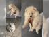 Pomeranian, Zwergspitz (3 R?den/1 Weibch