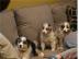 Australian Shepherd Welpen whatsapp(+436