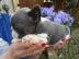 Franz�sische Bulldogge in blau oder blau