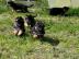 Deutsche Sch�ferhundwelpen