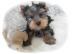 Wundersch�ne-Yorkshire-Terrier Welpen (4