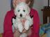 Bichon frise`Babys