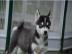 sehr sch�ne Siberian Husky Welpen