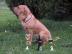 Reinrassige Fila Brasileiro Welpen
