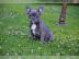 Franz�sche Bulldoggen Welpen