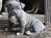 gesunde pitbull welpen zur verf�gung