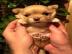 Welpen Chihuahua reinrassige