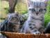 BKH Silber Tabby Classic Kitten mit Stam
