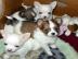 4 s��e Chihuahua Welpen