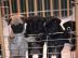 Mops-Welpen