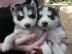 Husky-Welpen verf�gbar