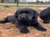 Labrador Retriever-Welpen zur Adoption!