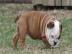 Englische Bulldogge Welpen mit papieren