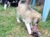 Huskywelpen