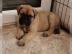 Wundersch�ne Bullmastiff Welpen mit Ahne
