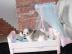 MINI Pomeranian Spitz Boo Welpe