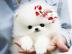 Wei�e pommersche Welpen