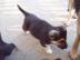 Vielversprechende Sch�ferhundwelpen