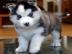 Wundersch�ne sibirische Husky-Welpen mit