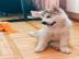 Alaskan Malamute Welpen. 