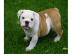 sch�ne Englische Bulldoggen Welpen. 