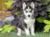 Mikrochip Siberian Husky Welpen