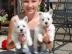 westhighland Terrier Welpen m�nnlichen u