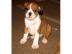 Englische Bulldogge Welpen zu Verka
