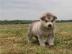 Alaskan Malamute Welpen. 