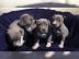 American Pit Bull Terrier Welpen mit ADB