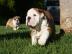 Sch?ne Englische Bulldoggenwelpen