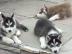 Wundersch�ne Siberian Husky Welpen