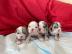 Englische Bulldoggenwelpen