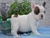 Franz.  Bulldoggen Welpe ein Traum in wei