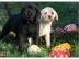 Labrador Welpen braun 10 Wochen 160, --